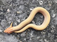 albinosuperconda333.jpg
