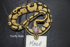 Firefly Male.jpg