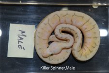 Killer Spinner Male.jpg
