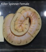 Killer Spinner Female.jpg