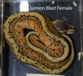 Lemon Blast Female.jpg