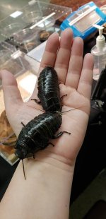 black tiger hissers.jpg