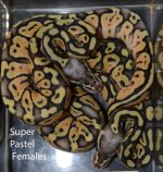 Super pastel females.jpg