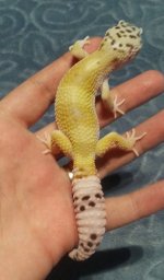 sherbert3.jpg