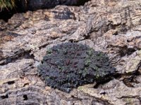 Theloderma 3.jpg
