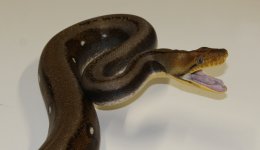IMG_6194.jpg