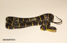 IMG_6629.jpg