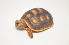 baby_redfooted_tort_1024x1024.jpg