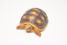 baby_redfooted_tort2_1024x1024.jpg