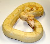 High Pink Albino Boa Ad3.jpg
