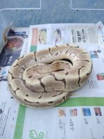 IMG-20181028-WA0014.jpg