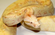 High Pink Albino Boa Ad2.jpg