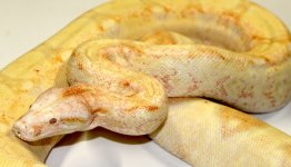 High Pink Albino Boa AD.jpg