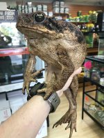 toad.jpg