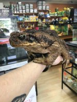 toad1.jpg