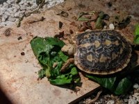 Pancake Juvenile 2018.jpg