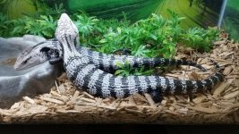 Current Axanthic BTS pic 2.jpg
