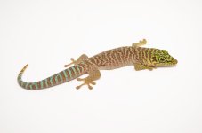 standingii1.jpg