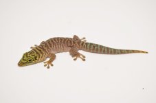 standingii2.jpg