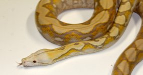 Lavendar ph citron Ad2.jpg