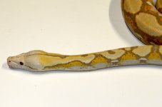Lavendar ph citron Ad3.jpg