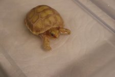 ivoryhatchling15May2019_c.jpg