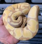 banana enchi female.jpg