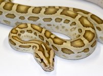 Hypo ph green albino Ad.jpg