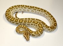 Hypo ph green albino ad2.jpg