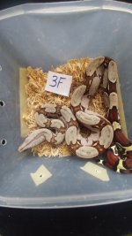 3F2018Suri5.jpg