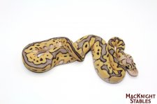 firefly clown female.jpg