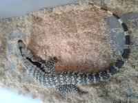 tegu fbs.jpg