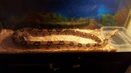 CameraZOOM-20190510214857276[1].jpg