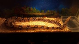 CameraZOOM-20190510214916573[1].jpg