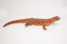 reduro1_1024x1024.jpg