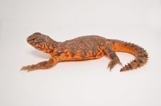 reduro2_1024x1024.jpg