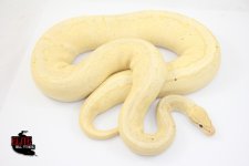 FemaleBananaPinstripeProvenBreeder-2100g (1).jpg