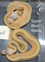 Super Blast Males.jpg