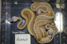 Super Blast Females.jpg