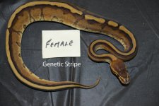 genetic stripe female.jpg