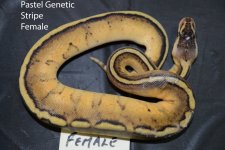 Pastel Genetic Stripe female.jpg