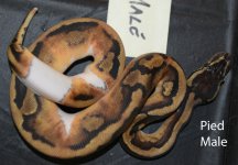 Pied Male.jpg