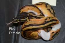 Pied female.jpg