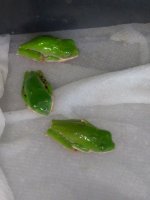 IMG_20170519_182139.jpg