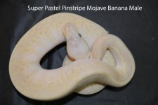 Super Pastel Pinstripe Mojave Banana Male.jpg