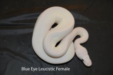 Blue eyed Leucistic Female.jpg