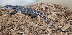 Axanthic Water Monitor.jpg