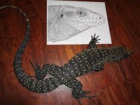 BW 32I PRPL HEAD LRG ENC ACCROSS FROM SMALL 1.JPG