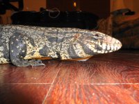 BW 32I PRPL HEAD LRG ENC ACCROSS FROM SMALL 2.JPG
