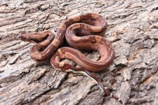 2018 Male F1 Double Dose Pos Super Salmon Hypo Aztec #1 pic 2.jpg